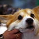 Image for article titled Dogs Can Tell When You're Keeping Snacks From Them on Purpose, Study Suggests